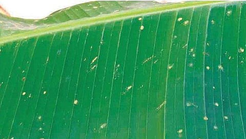 തുടര്ച്ചയായ ദിവസങ്ങളില് 'സ്പ്രേ പോലെ' മഞ്ഞമഴ, പിറ്റേന്ന് ബ്രൗണ് നിറം; അത്ഭുത പ്രതിഭാസം, അമ്പരപ്പോടെ നെടുമ്പാശേരിയിലെ നാട്ടുകാര്