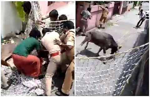 പോത്തിന് എന്ത് ലോക്ക്ഡൗണ്!; കൊച്ചി നഗരത്തില് പൊലീസിനെ വട്ടംചുറ്റിച്ച് പോത്ത് വിരണ്ടോടി (വീഡിയോ)
