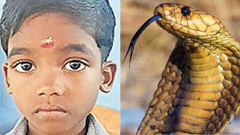 'അറിയാത്ത പണി എടുക്കരുത്, പാമ്പുകടിയേറ്റ കുഞ്ഞിന്റെ ജീവനാണ് നാല് മണി കുരുമുളകില് ഒതുക്കിയത്',നാടന് ചികിത്സ കൊല!; കുറിപ്പ്