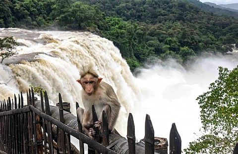 അതിരപ്പിള്ളി ജലപാതം