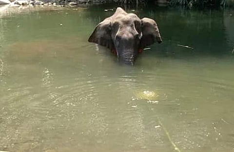 മുറിവില് വലിയ പുഴുക്കള്, ആനയ്ക്കു പരിക്കേറ്റത് രണ്ടാഴ്ചയെങ്കിലും മുമ്പ്; പോസ്റ്റ്മോര്ട്ടം ചെയ്ത ഡോക്ടര് പറയുന്നു