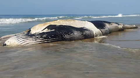 പടുകൂറ്റന് സ്രാവ് കരയില്; അമ്പരന്ന് നാട്ടുകാര്