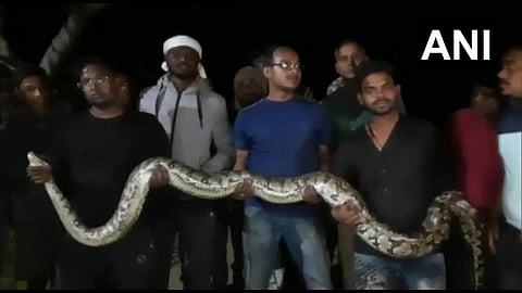 രക്ഷപ്പെടുത്തിയ പെരുമ്പാമ്പുകളിൽ ഒന്ന്/ എഎൻഐ