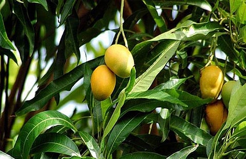 പ്രതീകാത്മക ചിത്രം