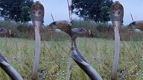 പത്തിവിടര്ത്തി നില്ക്കുന്ന രാജവെമ്പാലകള്, ഇന്സ്റ്റാഗ്രാം