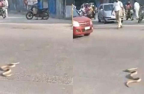 പാമ്പ് നടുറോഡില്/വിഡിയോ ദൃശ്യം