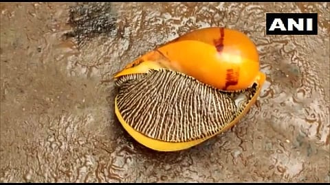 തീരത്തടിഞ്ഞ ഭീമന് കടല് ഒച്ച്
