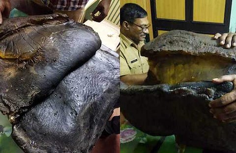 തൃശൂരില് പിടികൂടിയ ആംബര്ഗ്രിസ്