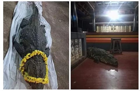 മുതലയുടെ മൃതദേഹം, ബബിയ ക്ഷേത്രത്തിനുള്ളില്