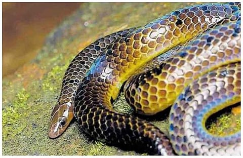 വയനാട് കണ്ടെത്തിയ ഗോള്ഡന് ഷീല്ഡ് ടെയ്ല്