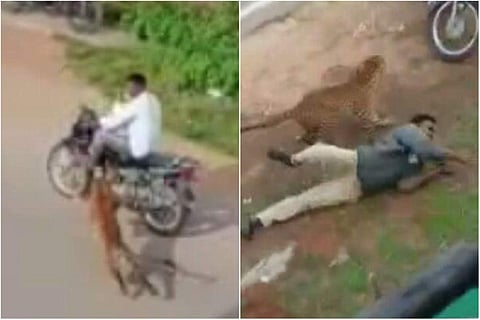 പുലിയുടെ ആക്രമണം/ വീഡിയോ ദൃശ്യത്തില് നിന്ന്