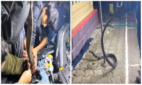കാറിനുള്ളില് പുറത്തെടുത്ത രാജവെമ്പാല