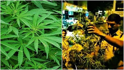 കഞ്ചാവ് ചെടി എക്സൈസ് പറിച്ചെടുത്ത് നശിപ്പിക്കുന്നു