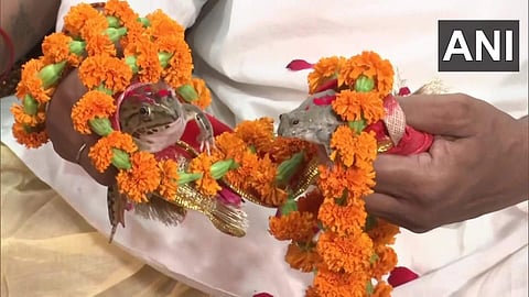 തവളക്കല്യാണം, എഎന്ഐ