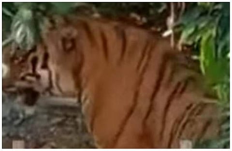 വയനാട്ടില് പിടികൂടിയ കടുവ/വീഡിയോ സ്ക്രീന്ഷോട്ട്