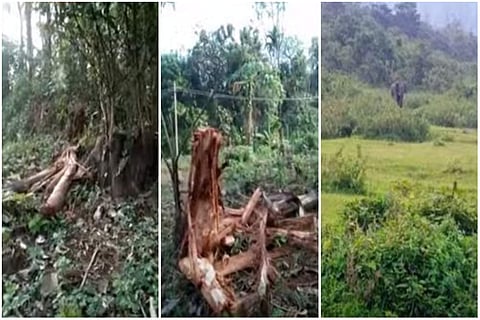 കാട്ടാന കൃഷി നശിപ്പിച്ച നിലയില്/ ടിവി ദൃശ്യം