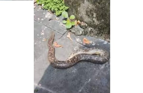 ഗുരുവായൂരിൽ സ്കൂട്ടറിൽ നിന്ന് പിടികൂടിയ അണലിയുടെ ദൃശ്യം, സ്ക്രീൻഷോട്ട്