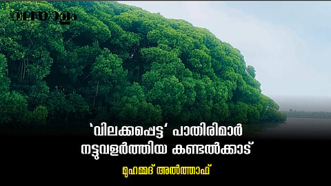 Mangroove Forest