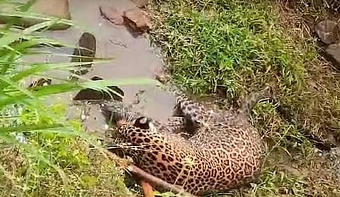 പനമരത്ത് തോട്ടില് വീണുകിടക്കുന്ന നിലയില് പുള്ളിപ്പുലി