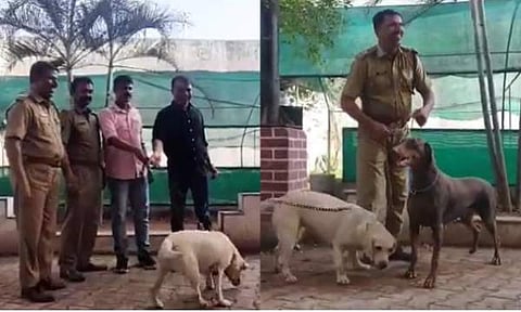 നായകളെ ഇബ്രാഹിമിന് കൈമാറി/ ചിത്രം സ്ക്രീൻഷോട്ട്