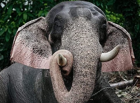 ഒളരിക്കര കാളിദാസന്, ഫെയ്സ്ബുക്ക്