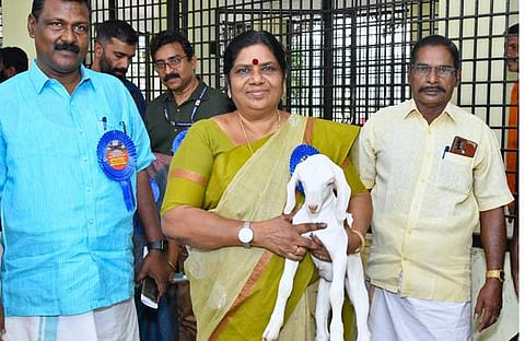 മന്ത്രി ജെ ചിഞ്ചുറാണി ചെറ്റല് ജഴ്സി ഫാമില്