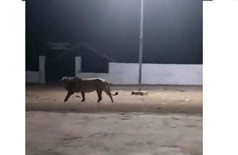 ഗുജറാത്തിലെ ജനവാസകേന്ദ്രത്തില് സിംഹം ഇറങ്ങിയപ്പോള്