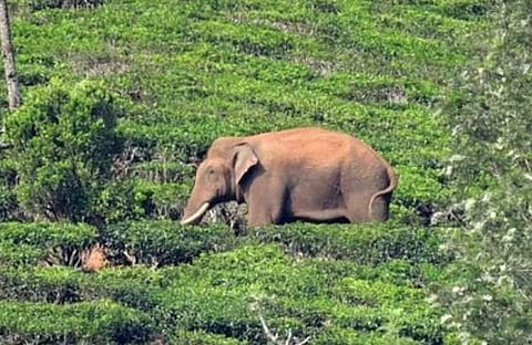 അരിക്കൊമ്പന്, ഫയൽ/ എക്സ്പ്രസ്