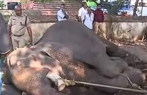 elephant