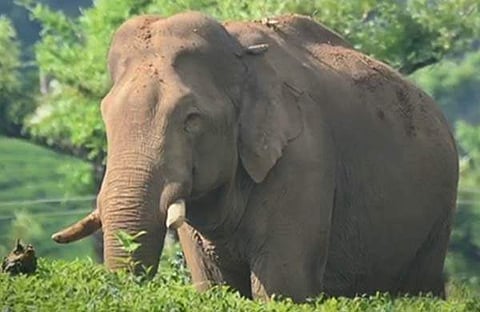 അരിക്കൊമ്പന്/ ഫയല്