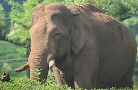 അരിക്കൊമ്പൻ/ ഫയല് ചിത്രം