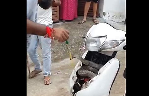 ഹോണ്ട ആക്ടീവയില് നിന്ന് പാമ്പിനെ പിടികൂടുന്ന ദൃശ്യം