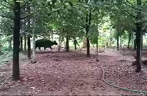 ചാലക്കുടിയില് ജനവാസമേഖലയില് ഇറങ്ങിയ കാട്ടുപോത്ത്