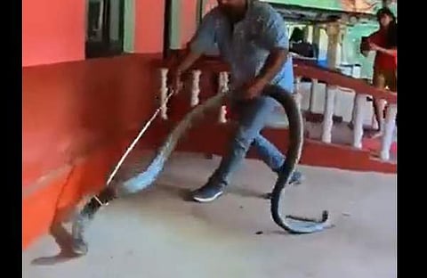 രാജവെമ്പാലയെ പിടികൂടുന്ന ദൃശ്യം