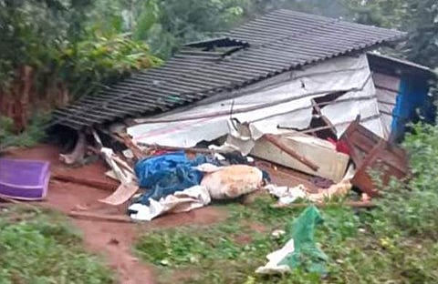 കാട്ടാനയുടെ ആക്രമണത്തില് തകര്ന്ന ഷെഡ്/ ടിവി ദൃശ്യം