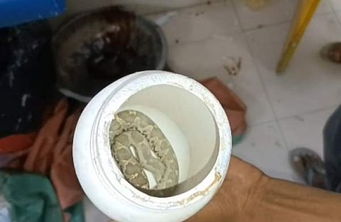 കടിച്ച പാമ്പിനെ ബോക്സിലാക്കിയ നിലയില്, വീഡിയോ സ്ക്രീന്ഷോട്ട്