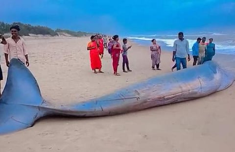 നീല തിമിംഗലം കരയ്ക്കടിഞ്ഞപ്പോൾ/ എക്സ്പ്രസ് ചിത്രം
