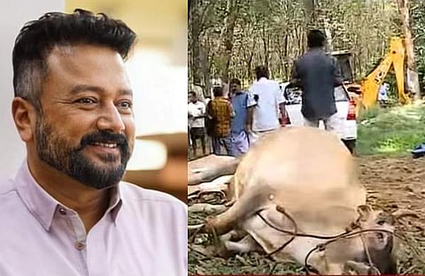 നടന് ജയറാം- ഫാമില് കൂട്ടത്തോടെ ചത്ത പശുക്കള്