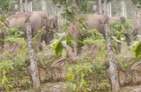 പനമരം ടൗണില് കണ്ട കാട്ടാനക്കൂട്ടം/ ഫോട്ടോ: വീഡിയോ സ്ക്രീന്ഷോട്ട്