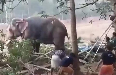 കോഴിക്കോട് കൊയിലാണ്ടിയില് ഉത്സവത്തിനിടെ ആന ഇടഞ്ഞപ്പോള് /സ്ക്രീന് ഷോട്ട്