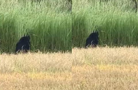 bear