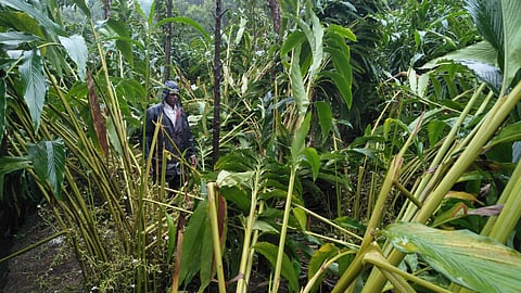 Kerala Agriculture Department