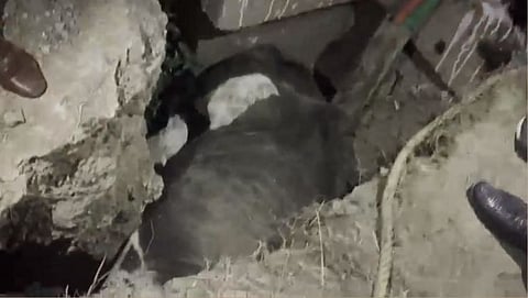 Cow Rescue
