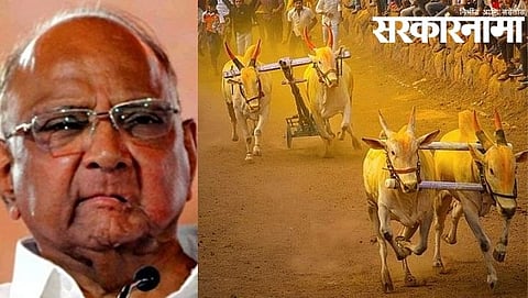 sharad pawar-bullock cart race