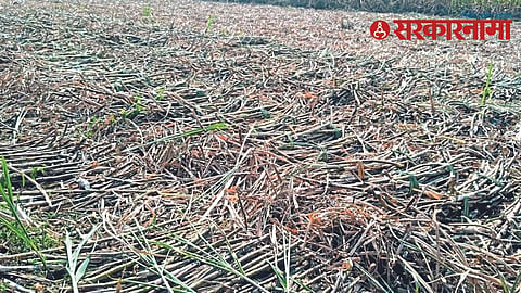 Sugarcane cutting off