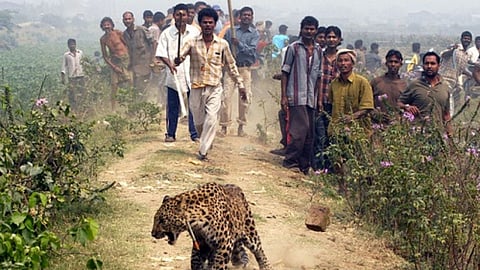 uman-leopard conflict: