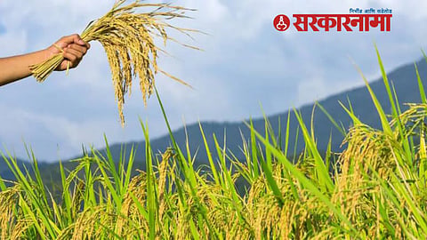 Crop Insurance News