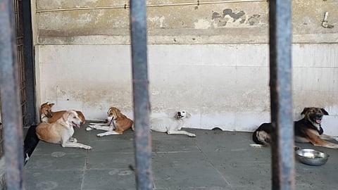 Dogs on Lockup