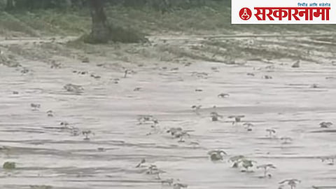 Dam of Ashes, Nagpur.