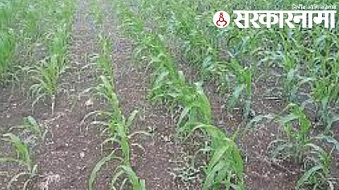 Dhule Drought
